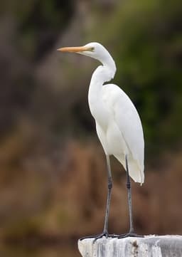 Egret