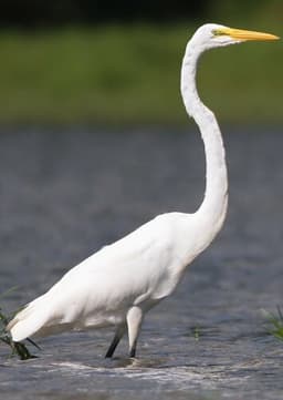 Egret