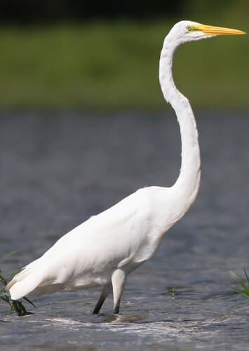 Egret
