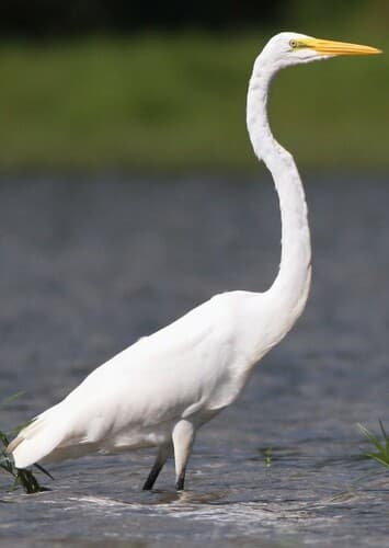 Egret