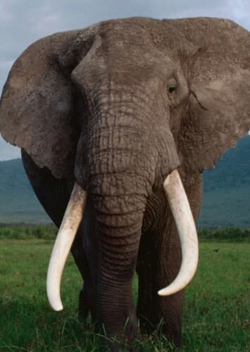 Elephant