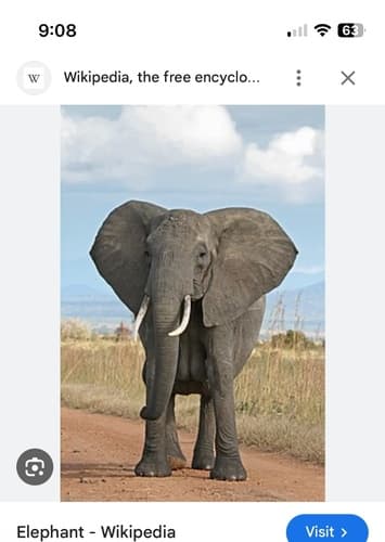 Elephant