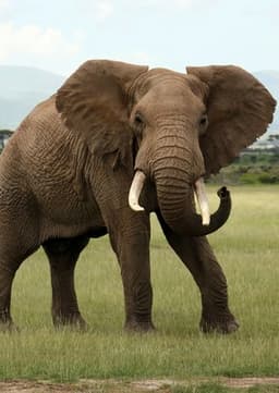 Elephant