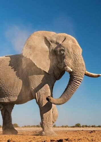 African Elephant