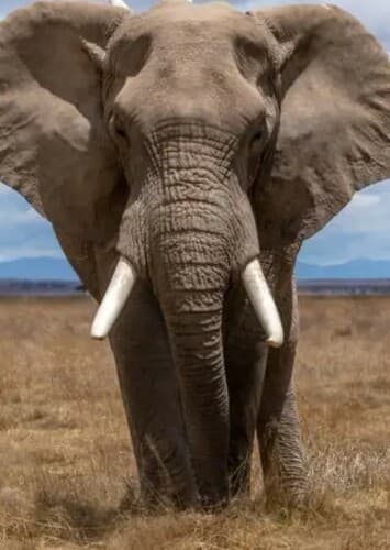 African Elephant