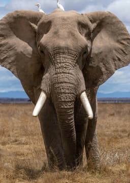 Elephant