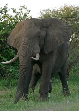 Elephant