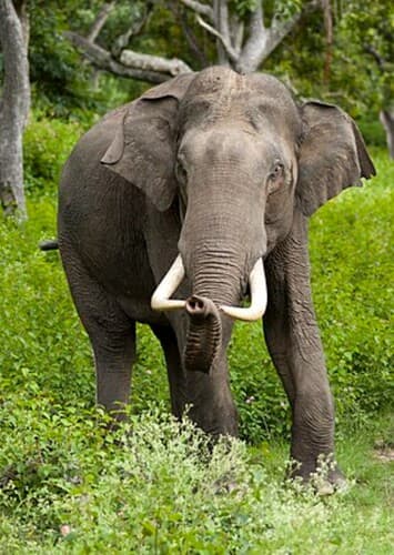 Elephant