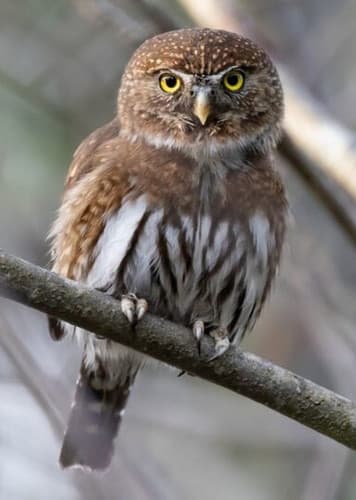 Elf Owl