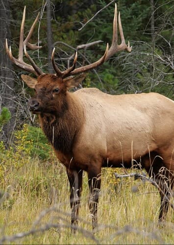 Elk