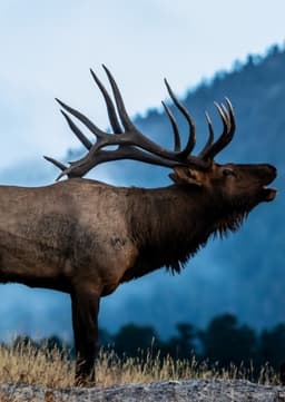 Elk