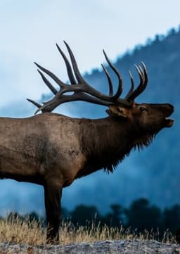 Elk