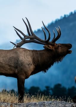 Elk