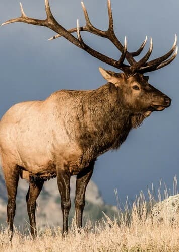 Elk