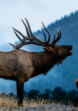 Elk