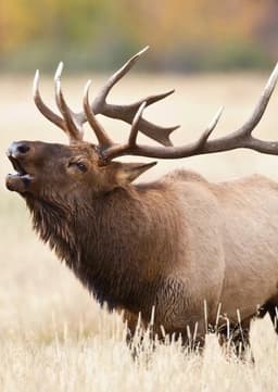 Elk