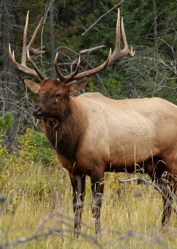 Elk
