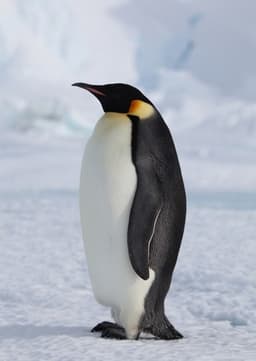 Emperor Penguin