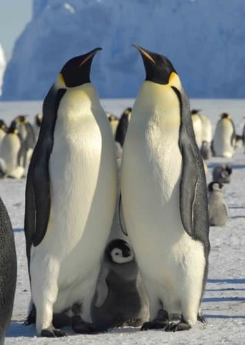 Emperor Penguin