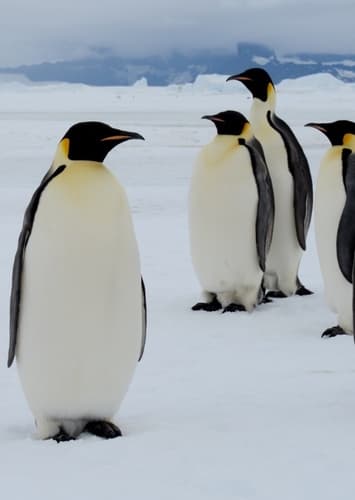 Emperor Penguin