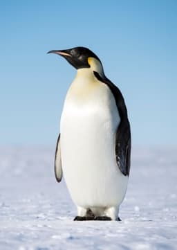 Emperor Penguin