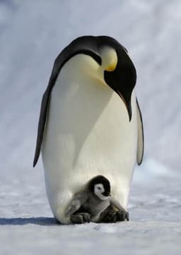 Emperor Penguin