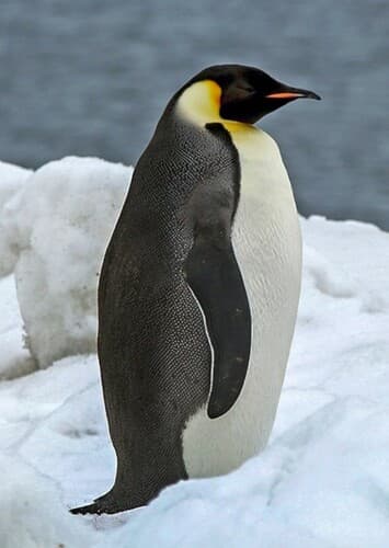 Emperor Penguin