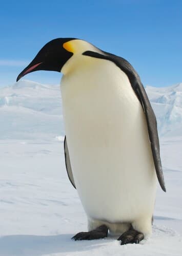 Emperor Penguin