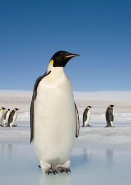 Emperor Penguin