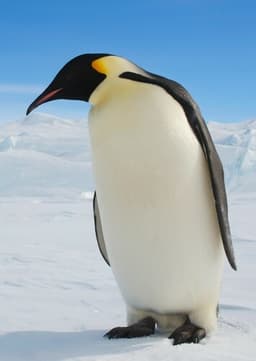 Emperor Penguin