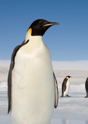Emperor Penguin