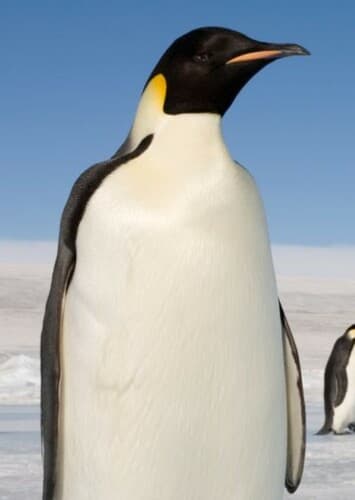 Emperor Penguin