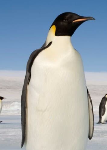 Emperor Penguin