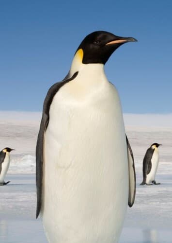 Emperor Penguin