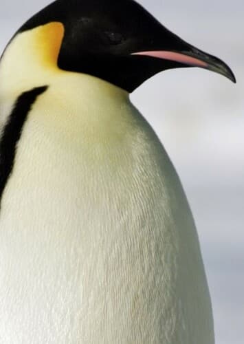 Emperor Penguin