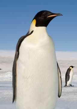 Emperor Penguin