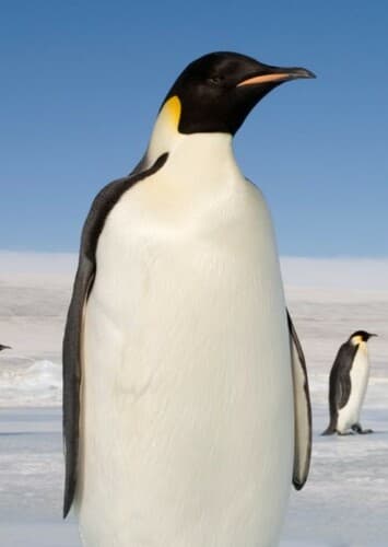 Emperor Penguin