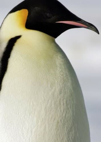 Emperor Penguin