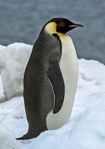 Emperor Penguin