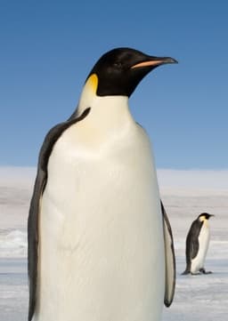 Emperor Penguin
