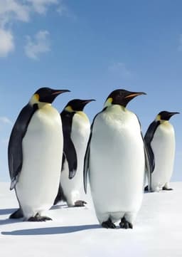 Emperor Penguin