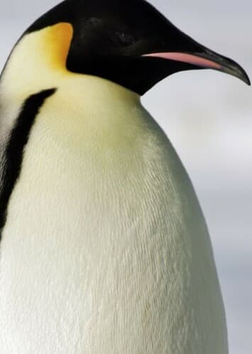 Emperor Penguin