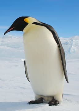 Emperor Penguin