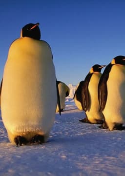 Emperor Penguin
