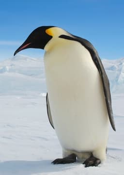 Emperor Penguin