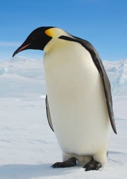 Emperor Penguin
