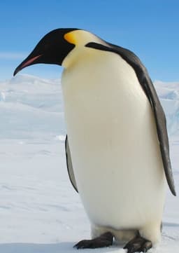 Emperor Penguin