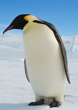 Emperor Penguin