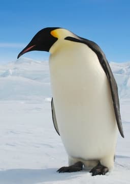 Emperor Penguin