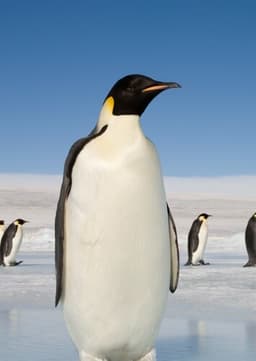 Emperor Penguin